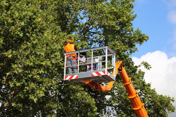 Best Tree Maintenance Programs  in Norwalk, OH