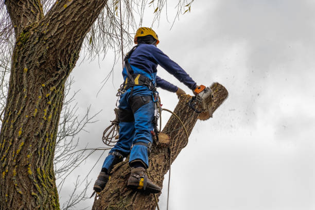 Best Tree Disease Treatment  in Norwalk, OH