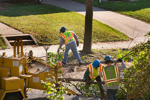 Best Palm Tree Trimming  in Norwalk, OH