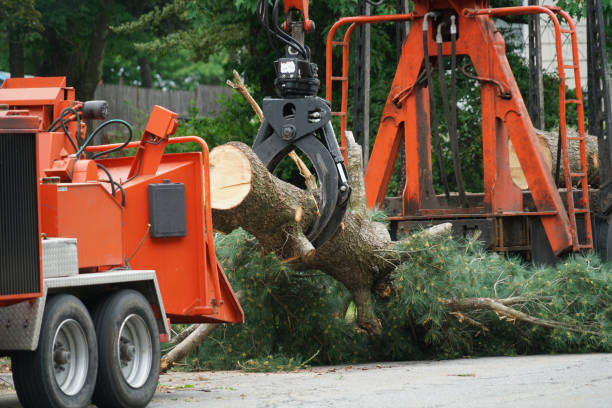 Best Storm Damage Tree Cleanup  in Norwalk, OH