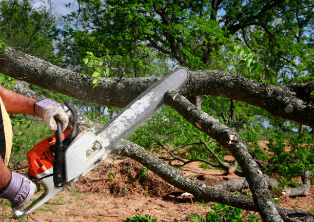 Best Tree Removal  in Norwalk, OH